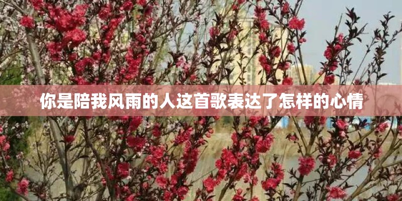 你是陪我风雨的人这首歌表达了怎样的心情
